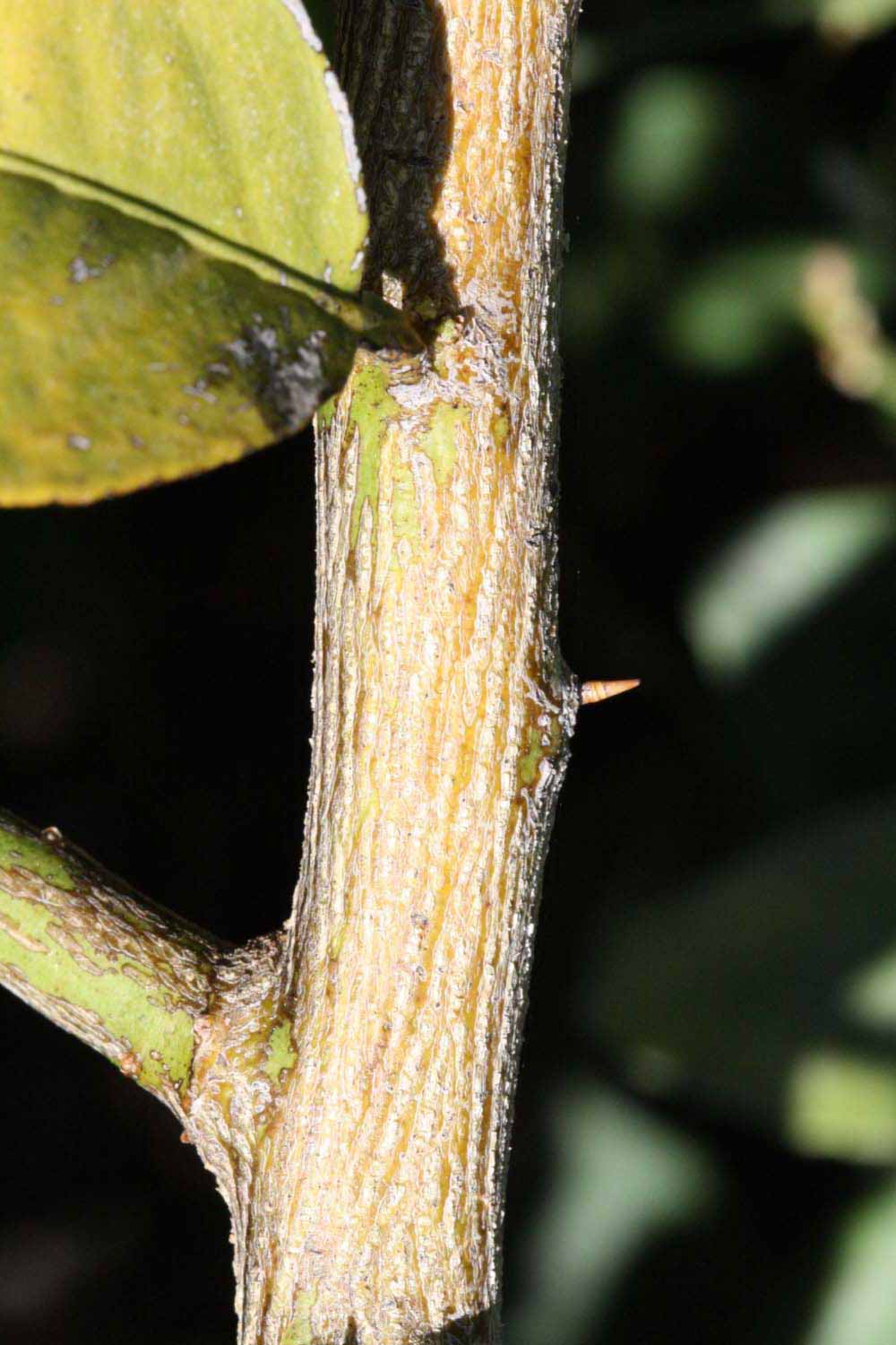            Second - third year twig (Riverside, CA)   